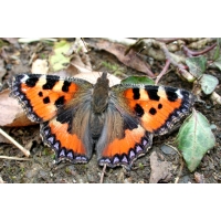 Small Tortoiseshell Aglais urticae 20 larvae